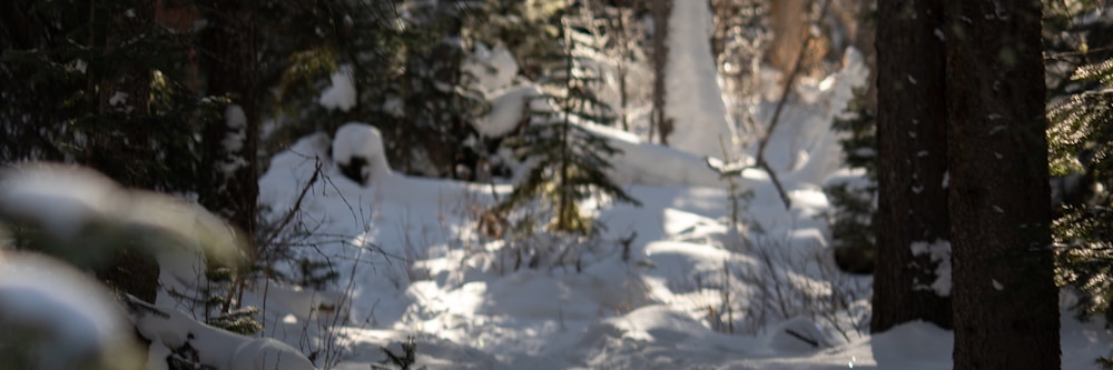 forest path photograph
