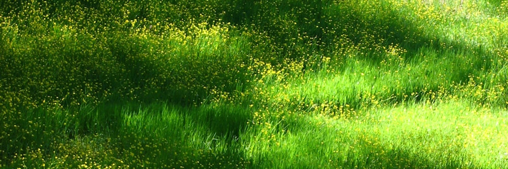 wildflowers meadow photograph