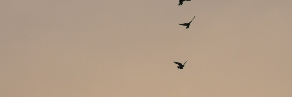 birds flight photograph