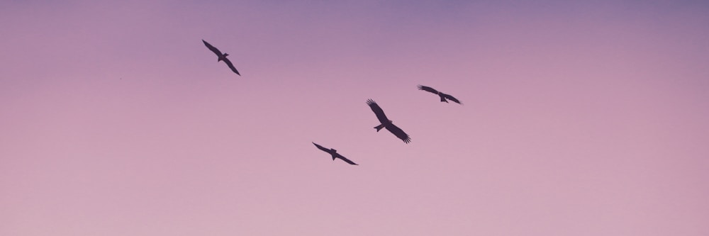 birds flight photograph