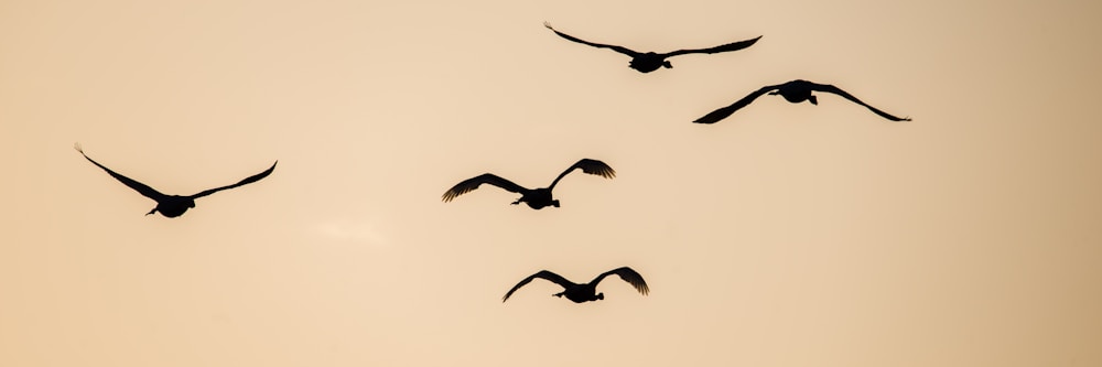 birds flight photograph