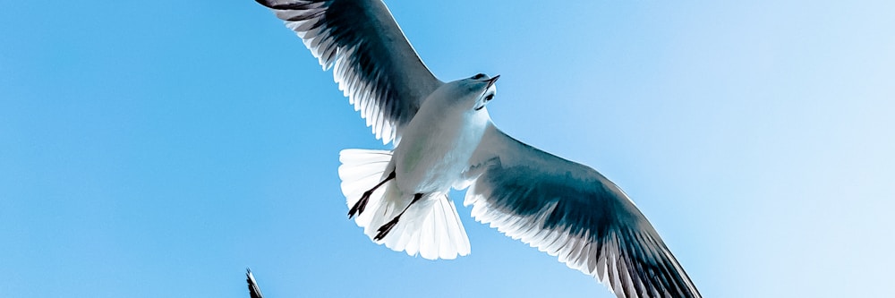 birds flight photograph