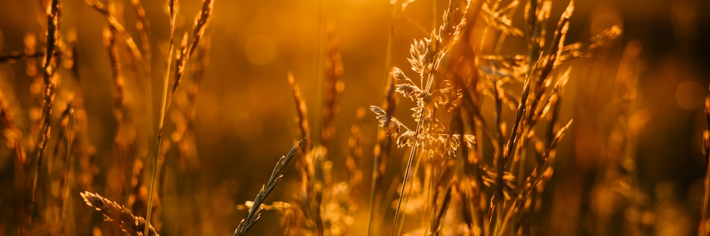 golden hour photograph