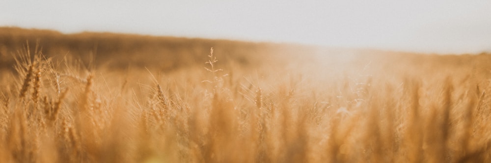 wheat field photograph